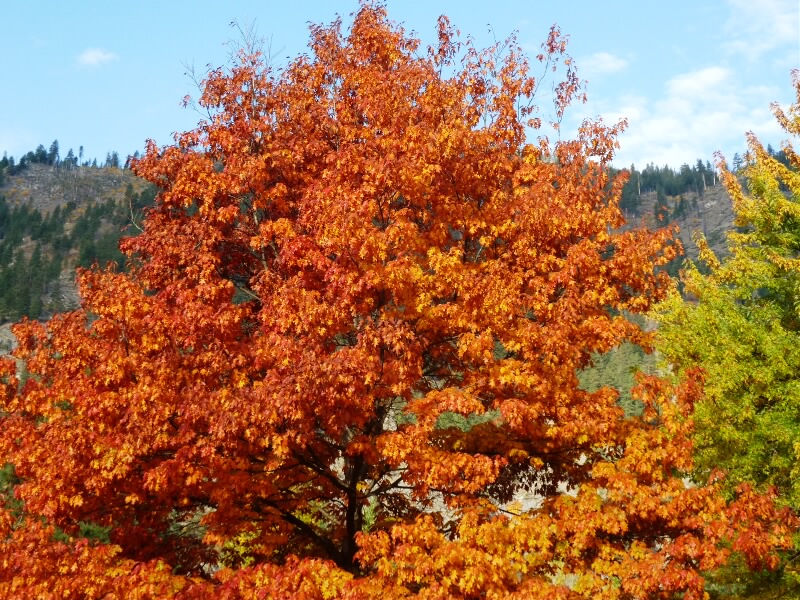Fall 201023a.jpeg