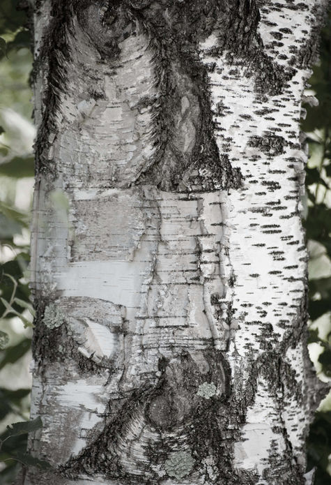 Birch Texture 