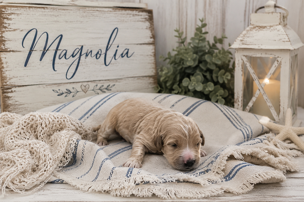 Magnolia - Cream Double Doodle