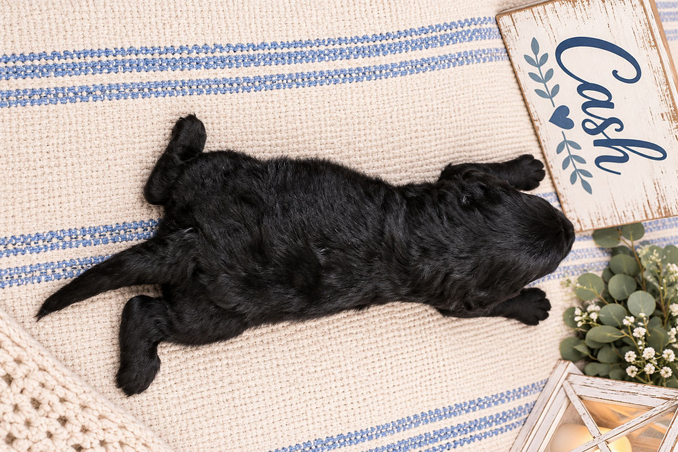 Overhead view of Cash showing his developing black Double Doodle coat_edited