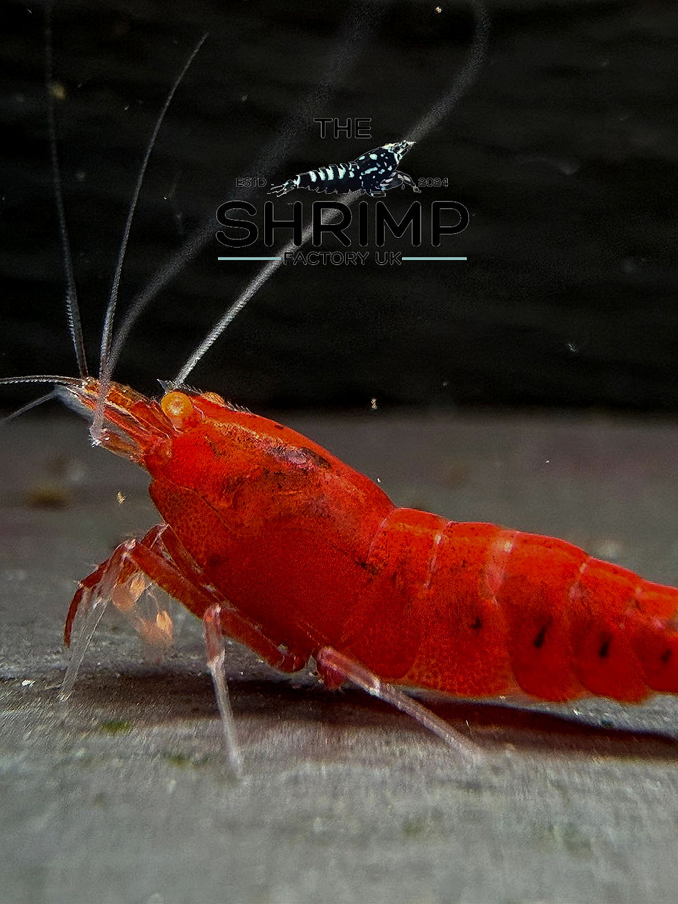 Thumbnail: OE Red Devil