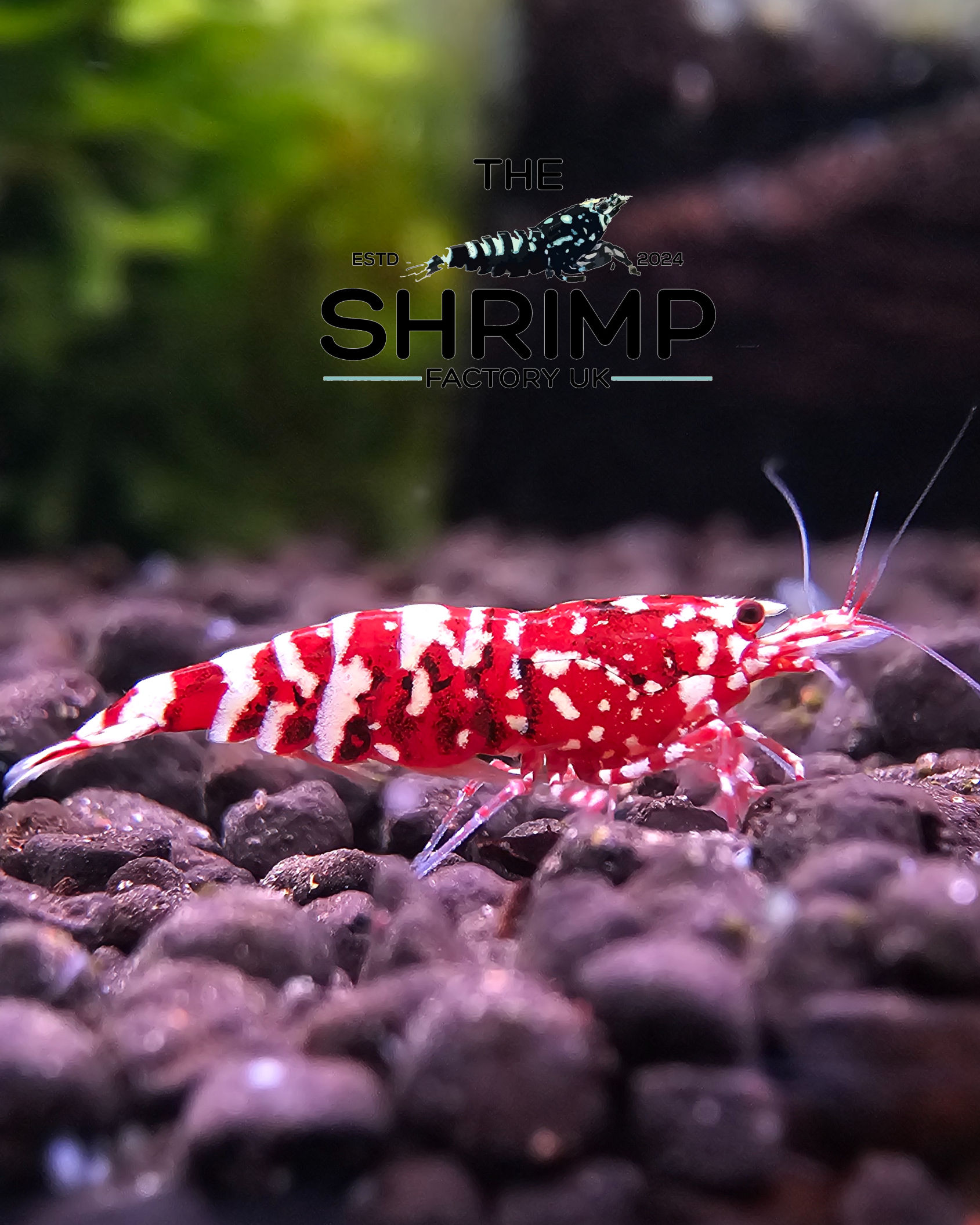 Snowfall S-SSS Grade