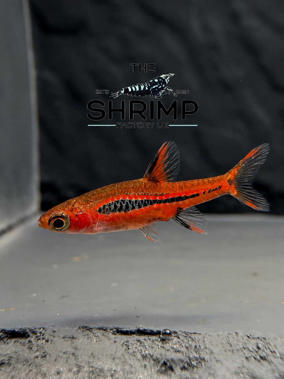 Thumbnail: Chilli Rasbora 