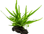We send healthy plants & shrimps