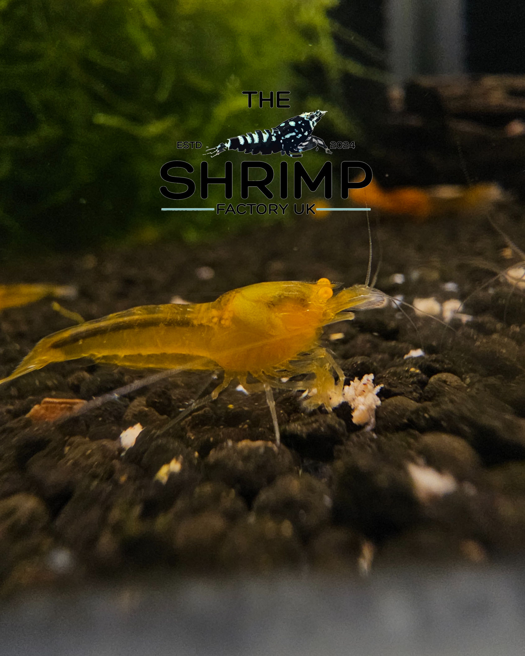 OE Yellow King Kong (Group of 10)