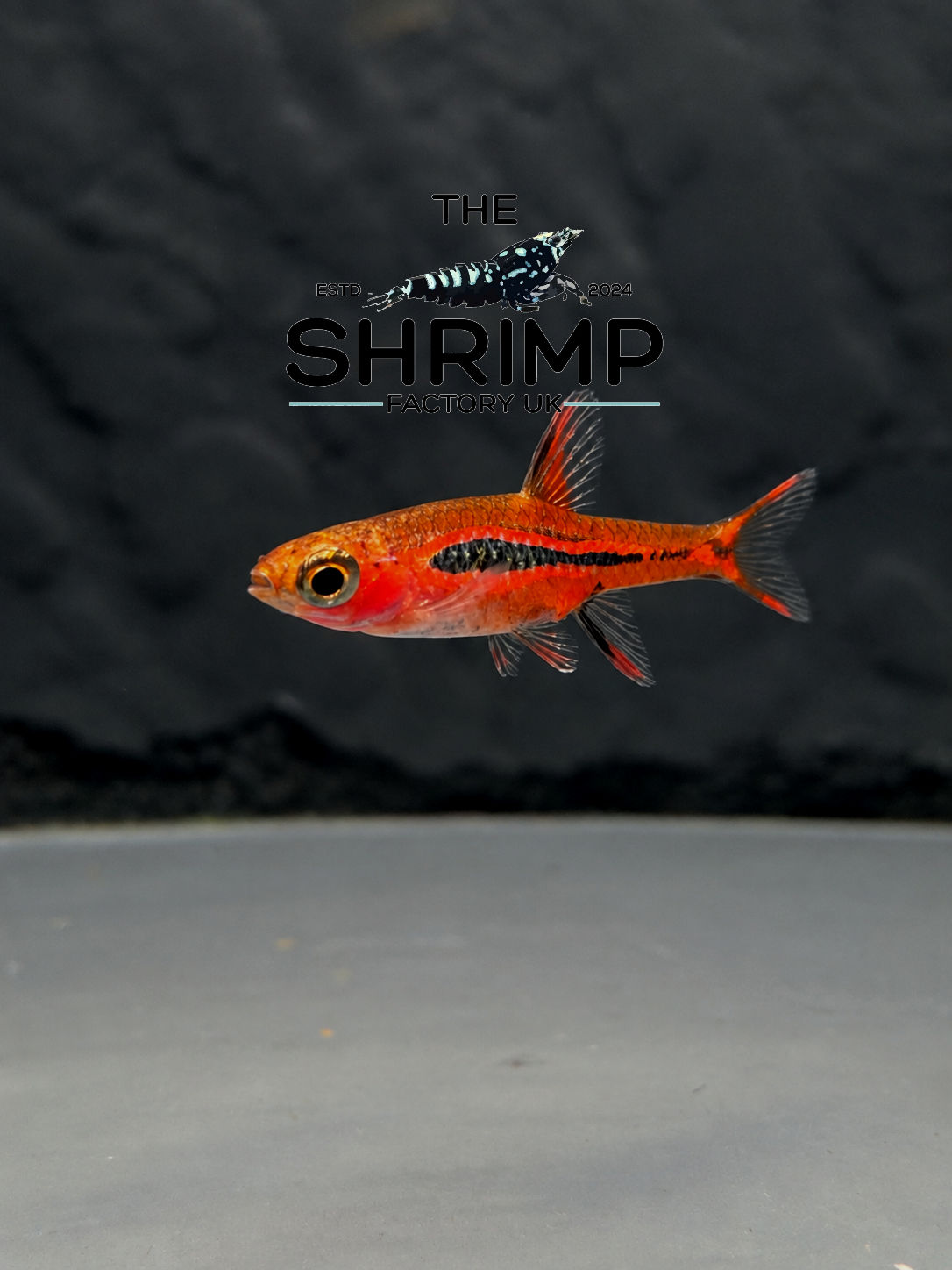 Chilli Rasbora