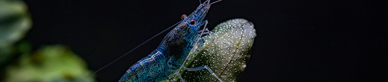 Aura blue tiger shrimp standing on bucep