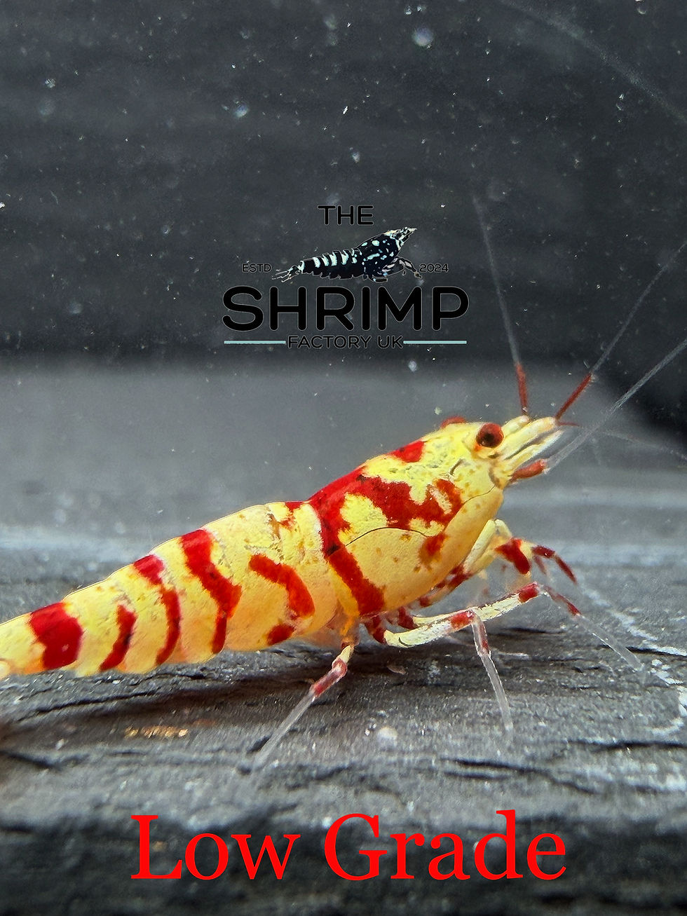 Thumbnail: Red Fancy Tigers