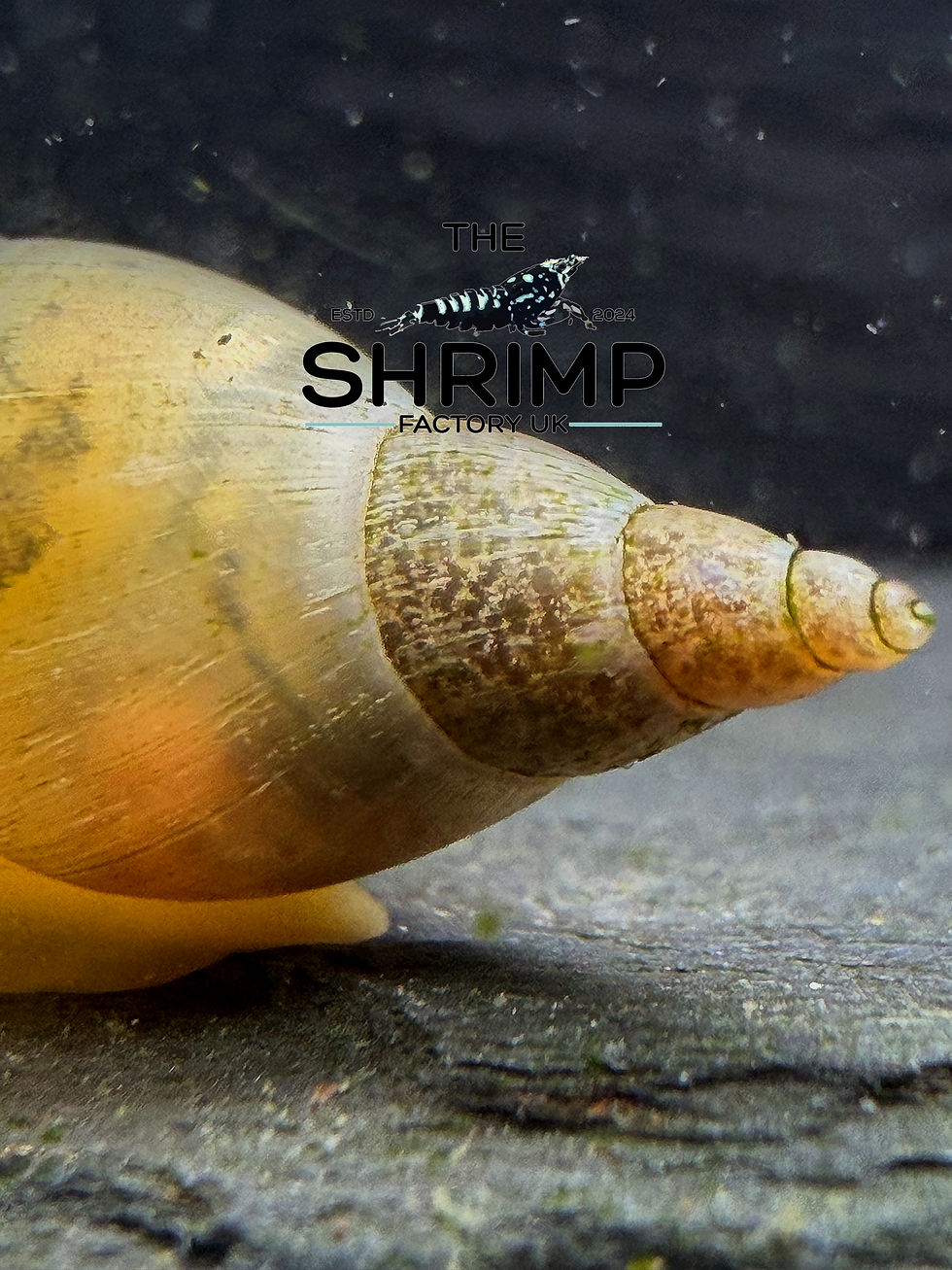 Thumbnail: "Yoda Snail" Lymnaea stagnalis