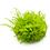 Thumbnail: Vesicularia montagnei 'Christmas Moss'