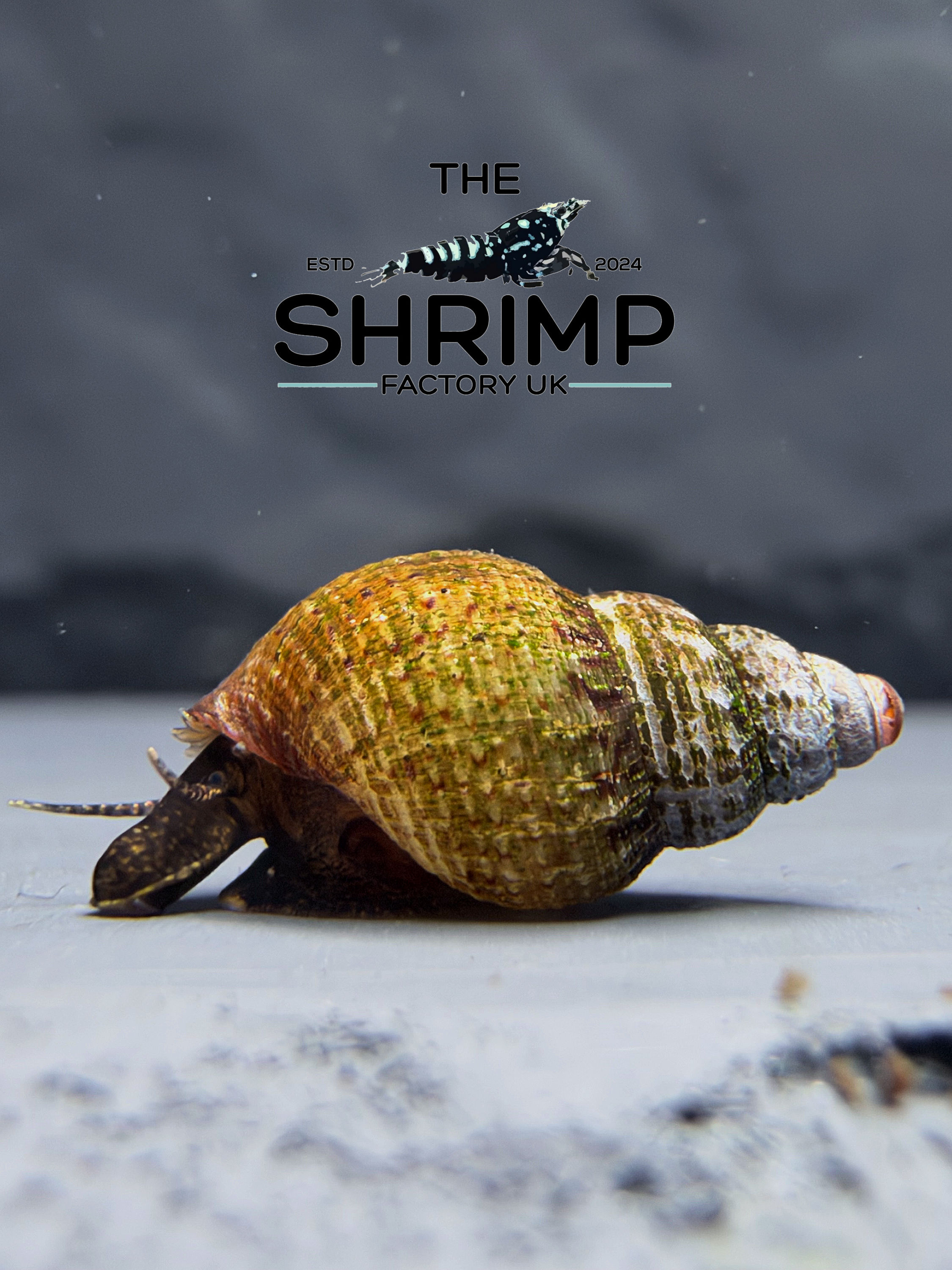 Melanoides/Tarebia granifera "Dimpled Tower Snail"