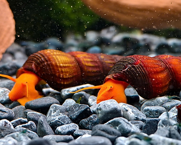 Sulawesi Snails