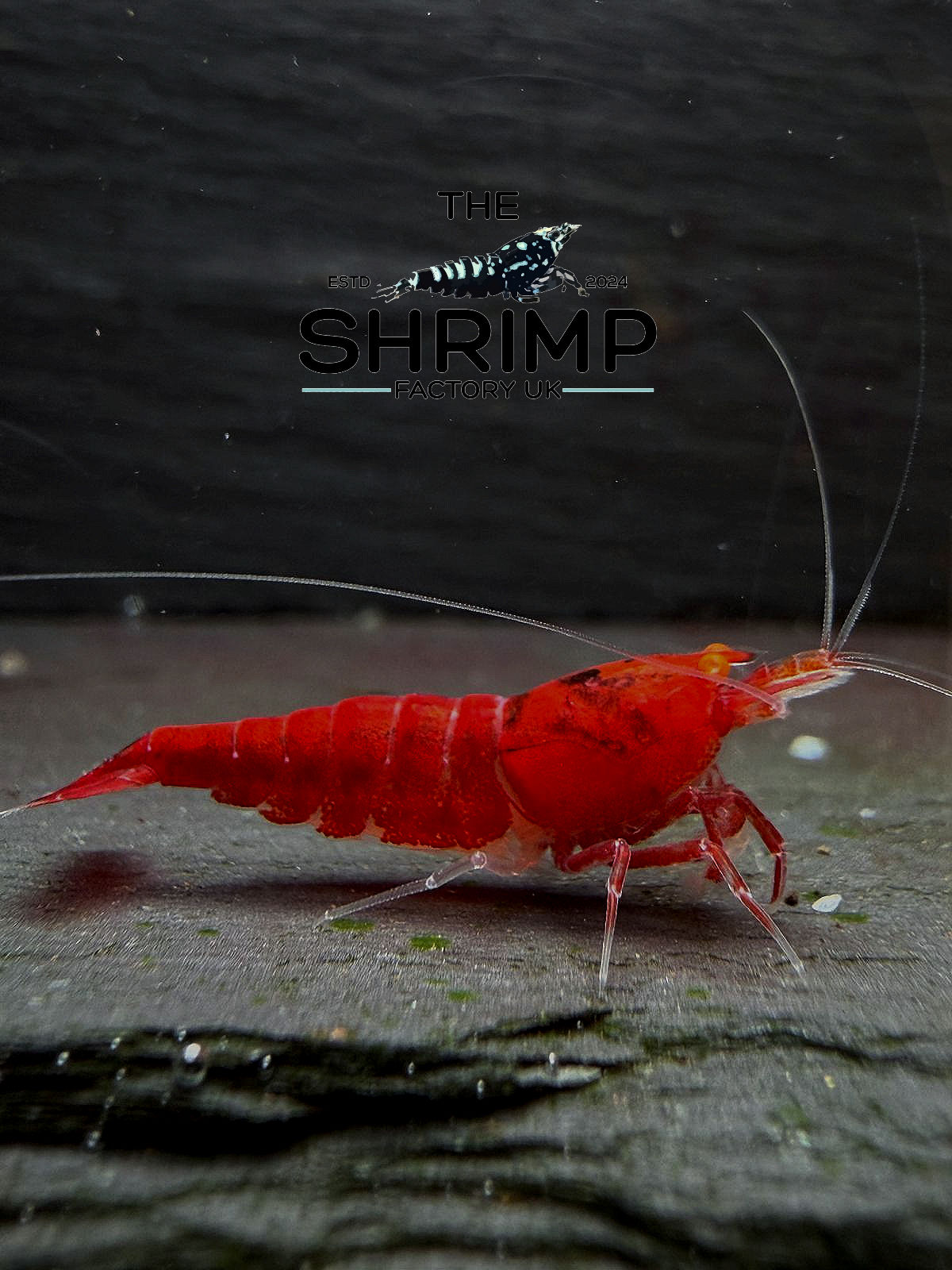 OE Red Devil