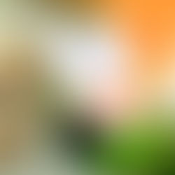 What was the role of Mahatma Gandhi in freedom Struggle?