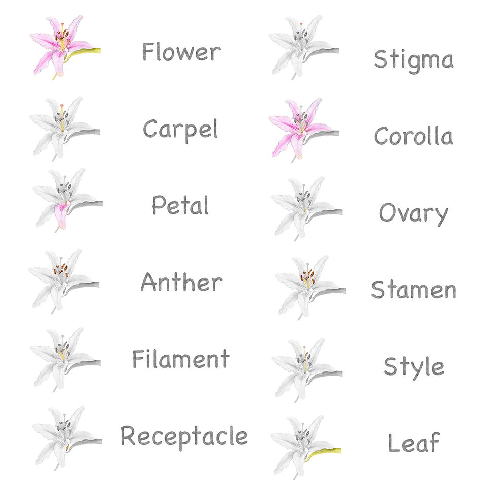 Thumbnail: botany nomenclature cards, 3-part cards, montessori 3-part cards, Montessori parts of cards, montesssori language cards