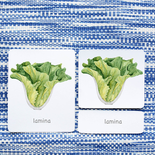 PARTS OF LETTUCE VEGETABLE