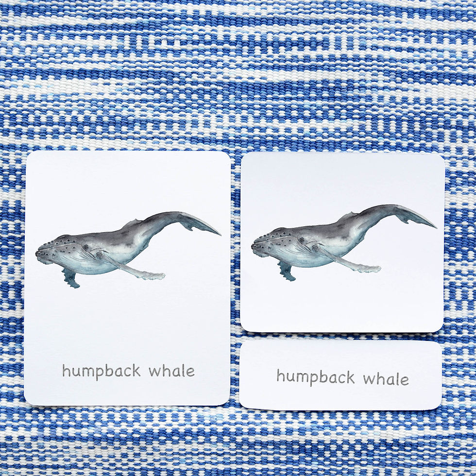 montessori three part cards, Montessori nomenclature cards, montessori printable PDFs, language cards, part of cards