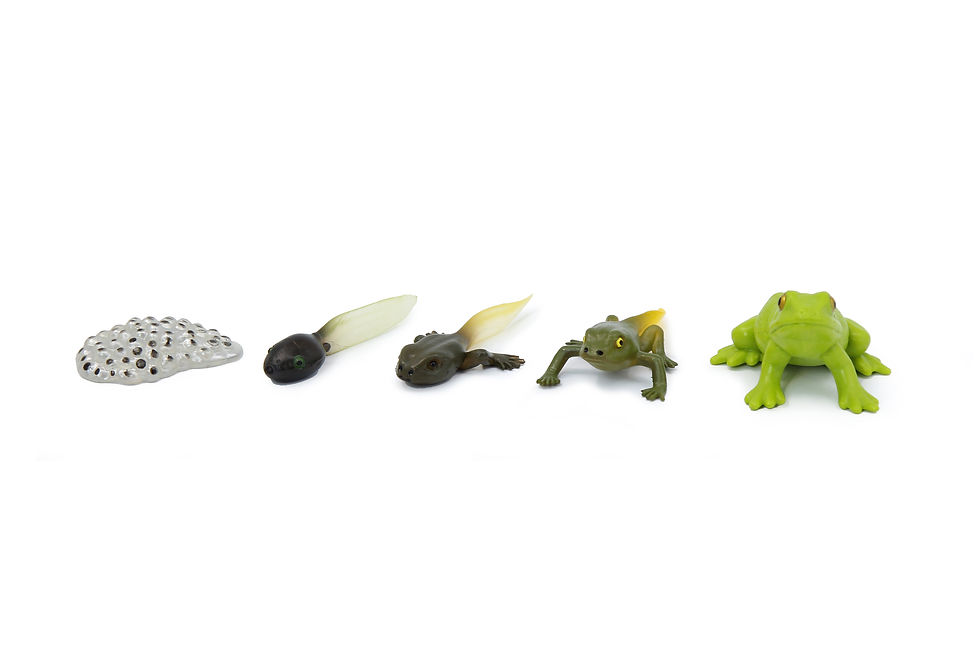 Thumbnail: language montessori materials, buy montessori materials, language montessori materials, montessori learning materials