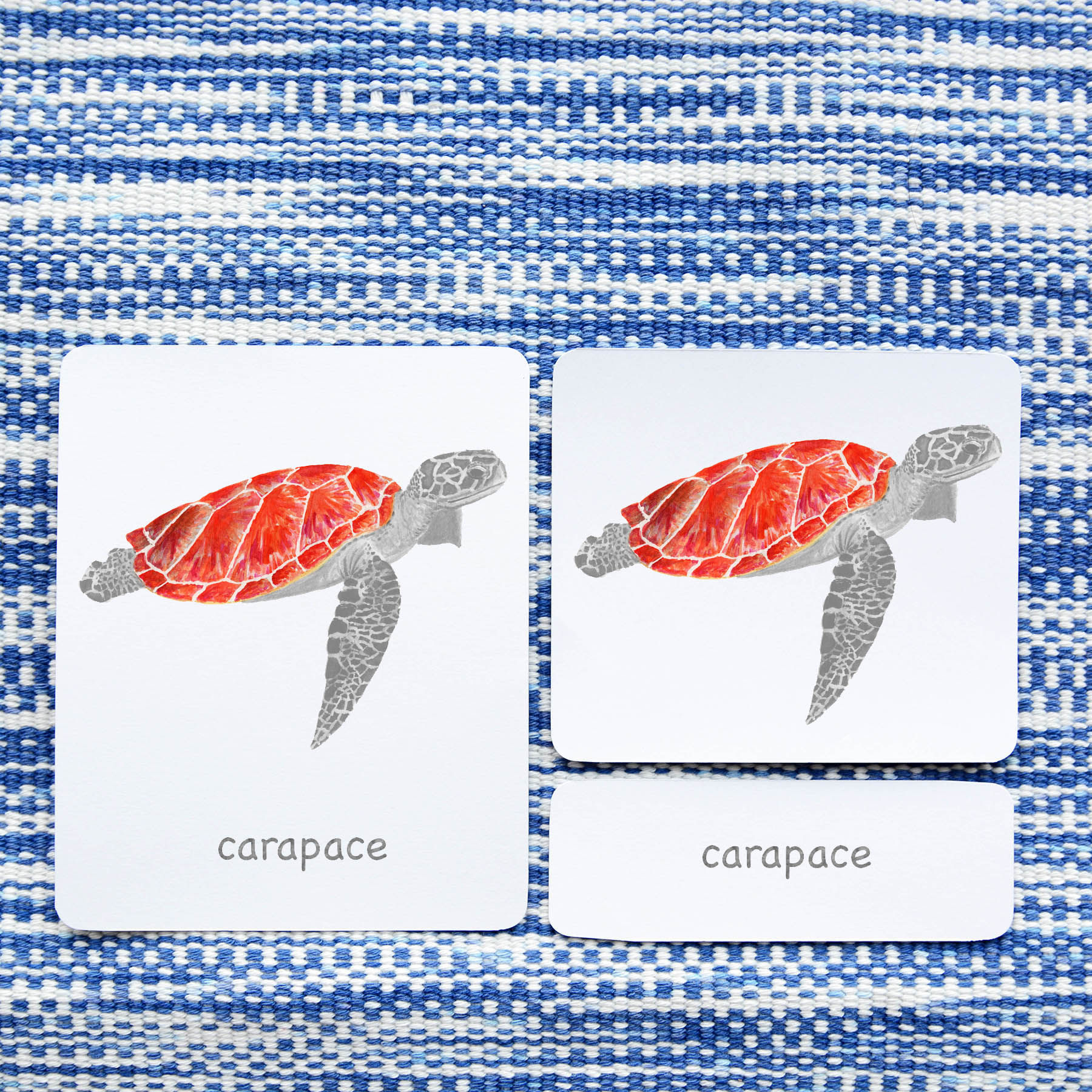 zoology nomenclature cards, 3-part cards, montessori 3-part cards, montessori parts of cards, montesssori continent cards