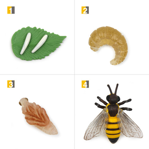 Life Cycle Stages of a Honey Bee Montessori Zoology M.Vita Montessori