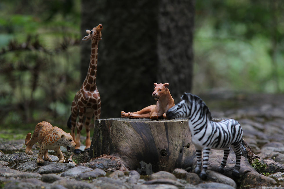 language montessori materials, buy montessori materials, language montessori materials, montessori learning materials