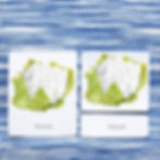 botany nomenclature cards, 3-part cards, montessori 3-part cards, Montessori parts of cards, montesssori continent cards