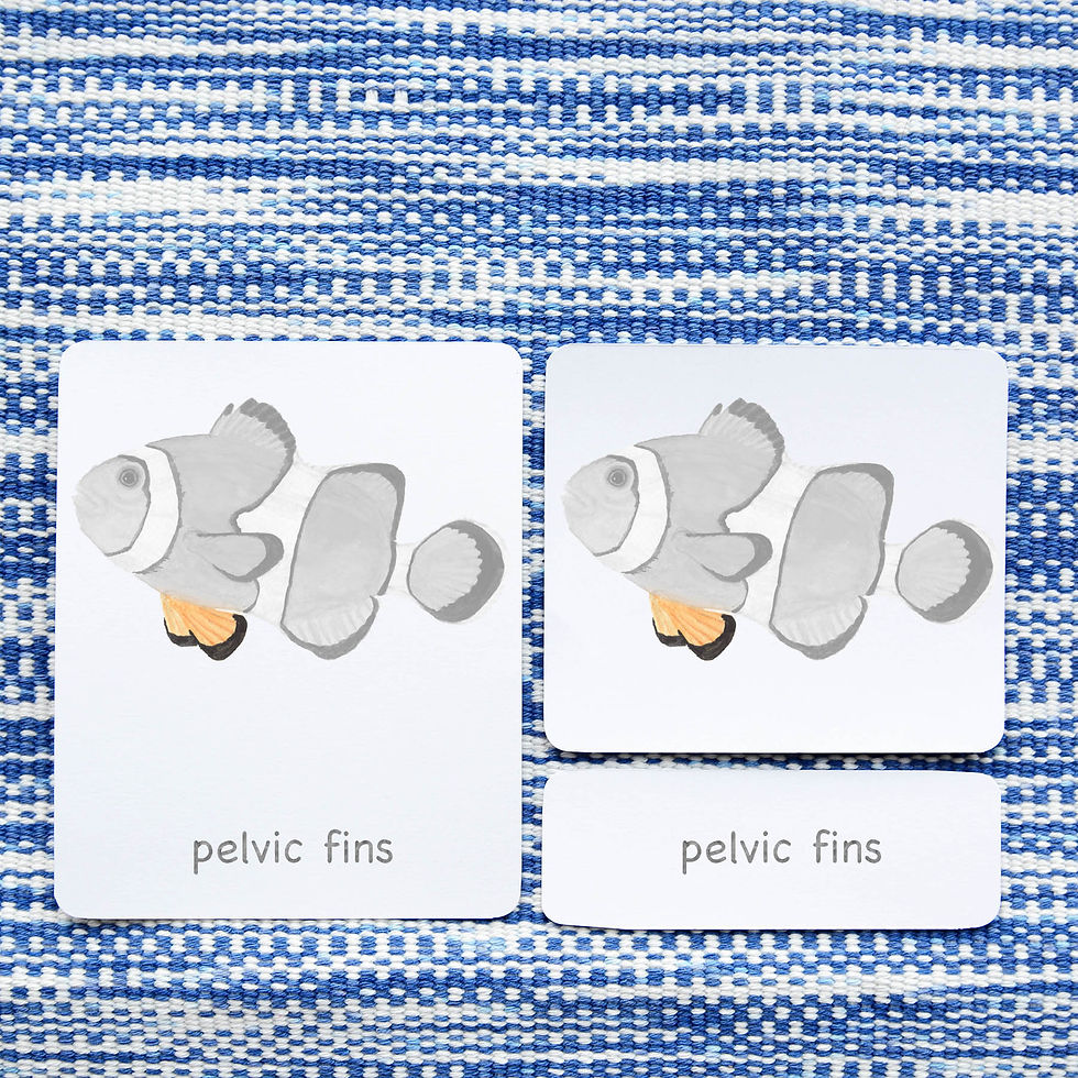 montessori 3-part classified cards, 3-part nomenclature cards, montessori classified cards, fish nomenclature cards