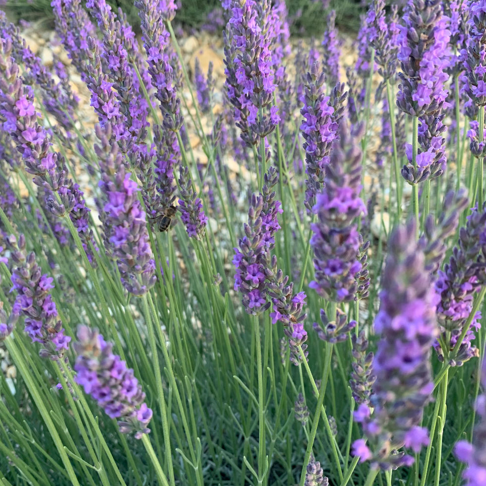 Lavendel