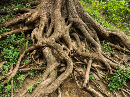 Deep Roots