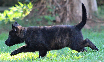 Koma black collar male 4/17/22