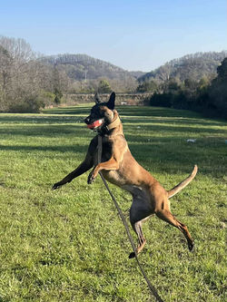 Riggs (Caesar,Stine)