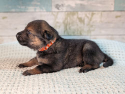 orange female 3 weeks