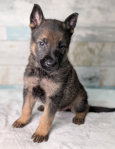 green male 5 weeks