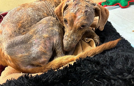 What Makes Us Different: Focused on Vulnerable Dogs