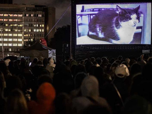 A segunda edição do GatoFest está confirmada em São Paulo