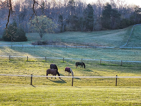 Horse Boarding ECC Stables.jpg