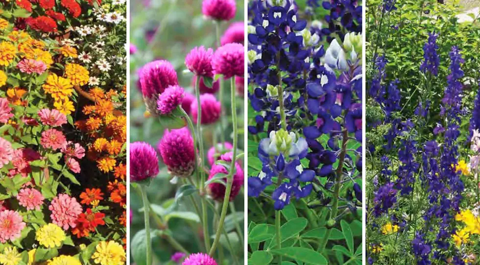 Texas Superstar plants - thrive with minimal maintenance
