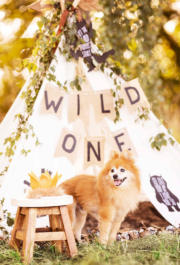 first birthday cake smash little boy wild one tent with dog