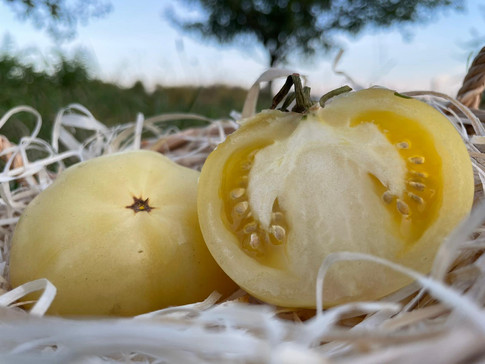 Tomates douce de Picardie