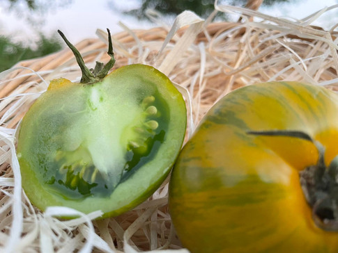 tomate ancienne green zebra