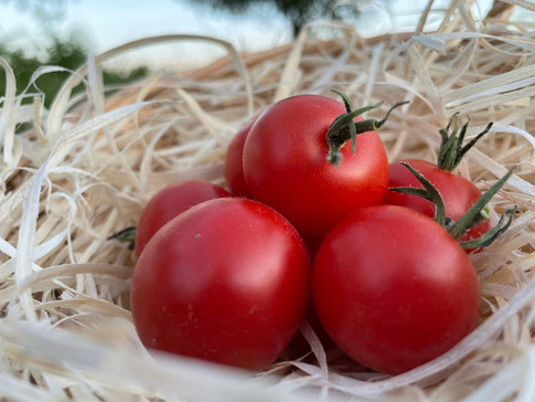 Tomates Délice du jardinier