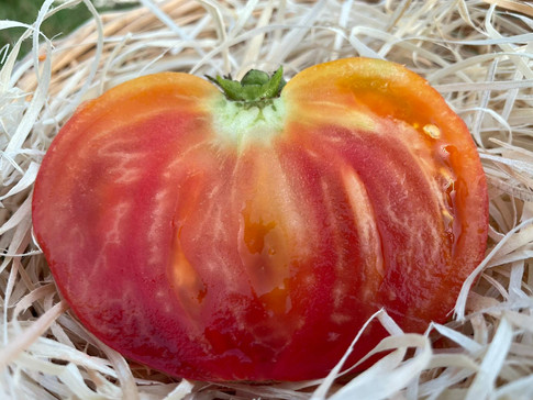 tomate variété pamplemousse du grand père