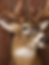 Animals We Mount
At Code 3 Whitetails, we specialize in quality mammal and big-game taxidermy. We take pride in creating
detailed, natural-looking mounts that preserve the memories behind your hunt.
Big Game
Whitetail Deer
Mule Deer
Black Bear
Elk
Moose
Caribou
Antelope
Turkey tail and wing mounts
Small Game & Mammals
Coyote
Bobcat
Fox
Raccoon
Fisher
Marten
Otter
Specialty Mounts
European Skull Mounts
Antler Mounts
Shoulder Mounts
Pedestal Mounts
Life-Size Mammal Mounts
Habitat & Base Work