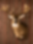 Animals We Mount
At Code 3 Whitetails, we specialize in quality mammal and big-game taxidermy. We take pride in creating
detailed, natural-looking mounts that preserve the memories behind your hunt.
Big Game
Whitetail Deer
Mule Deer
Black Bear
Elk
Moose
Caribou
Antelope
Turkey tail and wing mounts
Small Game & Mammals
Coyote
Bobcat
Fox
Raccoon
Fisher
Marten
Otter
Specialty Mounts
European Skull Mounts
Antler Mounts
Shoulder Mounts
Pedestal Mounts
Life-Size Mammal Mounts
Habitat & Base Work