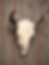 Animals We Mount
At Code 3 Whitetails, we specialize in quality mammal and big-game taxidermy. We take pride in creating
detailed, natural-looking mounts that preserve the memories behind your hunt.
Big Game
Whitetail Deer
Mule Deer
Black Bear
Elk
Moose
Caribou
Antelope
Turkey tail and wing mounts
Small Game & Mammals
Coyote
Bobcat
Fox
Raccoon
Fisher
Marten
Otter
Specialty Mounts
European Skull Mounts
Antler Mounts
Shoulder Mounts
Pedestal Mounts
Life-Size Mammal Mounts
Habitat & Base Work