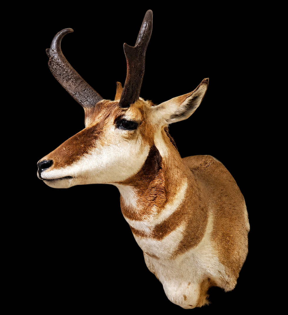 Whitetail Deer
Mule Deer
Black Bear
Elk
Moose
Caribou
Antelope
Turkey tail and wing mounts