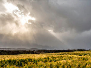 Goodnight Terroir: Philosophy, Science and Whisky