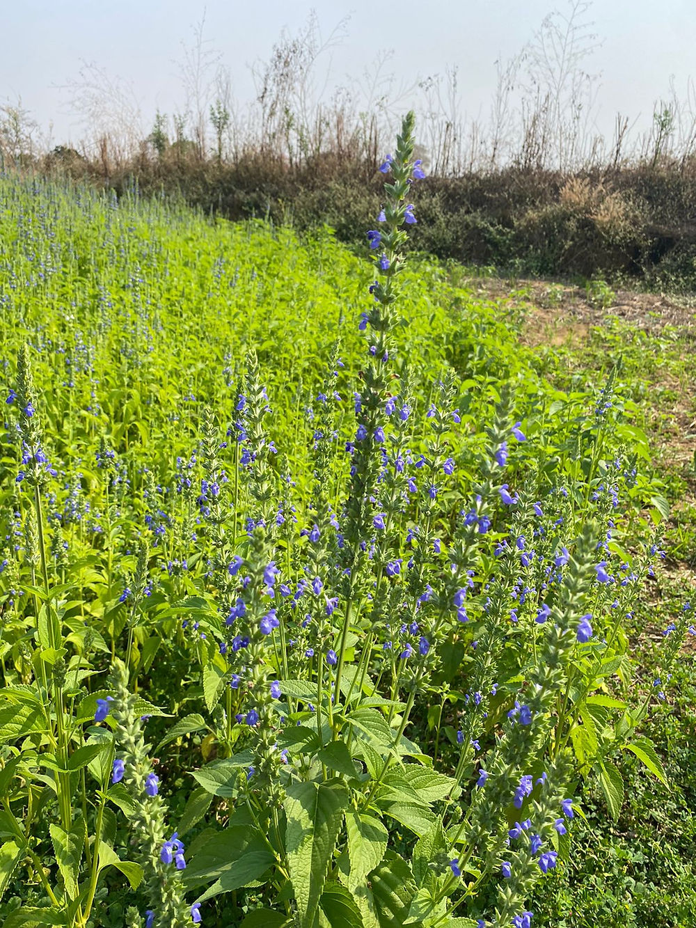 Field of green plants with purple flowers