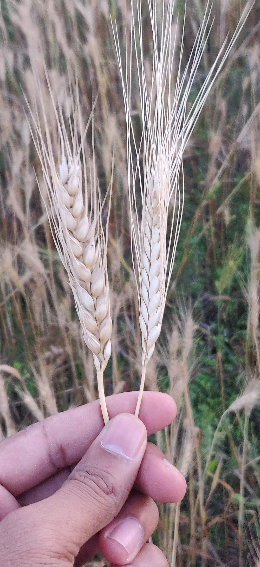 Hand holding two Khapli wheat stalks in a field