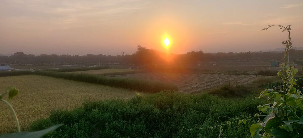 Golden sunrise over green fields